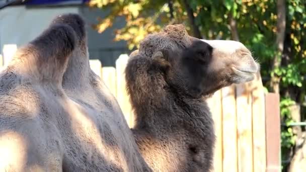 Ein großes baktrisches Kamel steht am Zaun eines Zoos und schaut zur Seite — Stockvideo