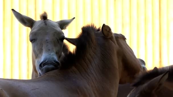 Tres caballos se lamen y se acarician en un zoológico en verano en Slo-Mo — Vídeos de Stock