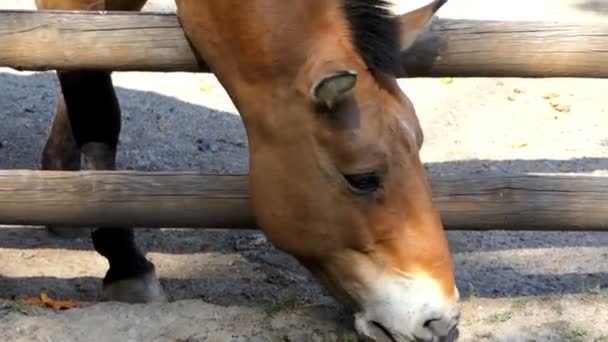 Un pequeño caballo marrón come comida del suelo en un zoológico en verano — Vídeo de stock