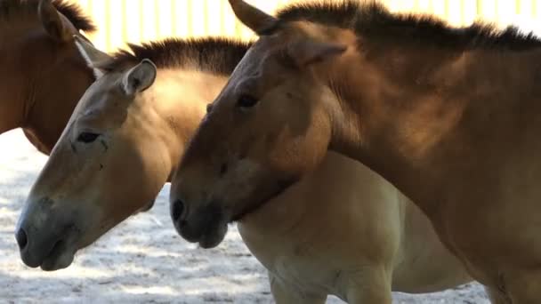 Três pequenos cavalos castanhos ficam em perfil em um zoológico em um dia ensolarado — Vídeo de Stock