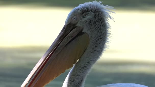 Un pellicano bianco dorme con gli occhi chiusi su una riva del lago in primo piano . — Video Stock