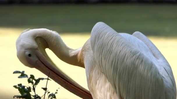 A White Pelical Cleans Its Feathers on a Lake Bank — Stock Video