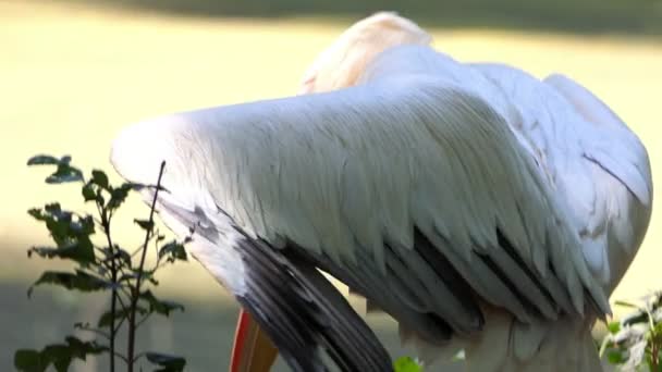 En vit Pelikan ser sig omkring och sprider sina långa vingar i en djurpark — Stockvideo