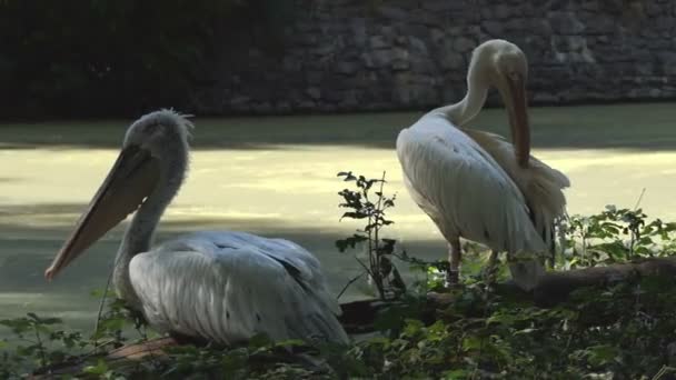 Két fehér pelikánok egy állatkertben. a Relax és a tiszta toll — Stock videók