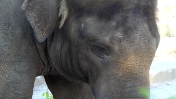 En elefant promenader i en djurpark med sorgsna ögon. Han är skott på sommaren — Stockvideo