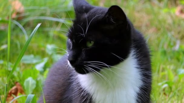 Un beau chat noir et blanc à l'affût, tout en étant allongé et relaxant en 4k — Video