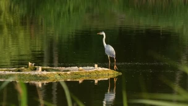 Het grote reiger staande op het eiland op het meer tijdens wind. — Stockvideo