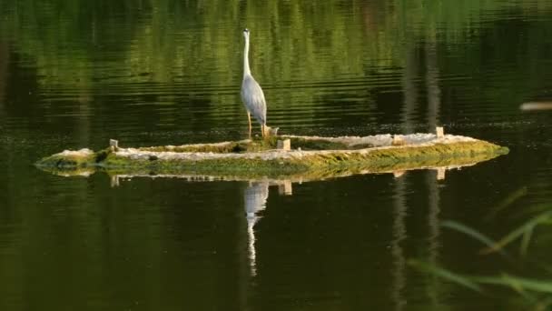 Velké heron stojící na ostrově na jezeře během vítr. — Stock video