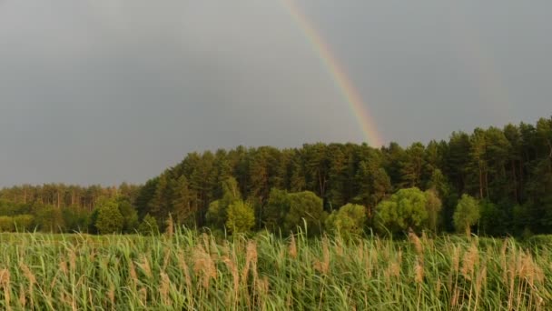 Schöner Regenbogen über dem Wald. — Stockvideo