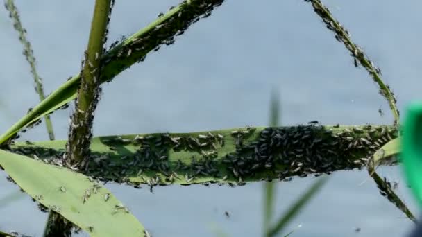 Un sacco di moscerino che vola e siede vicino al rigonfiamento . — Video Stock