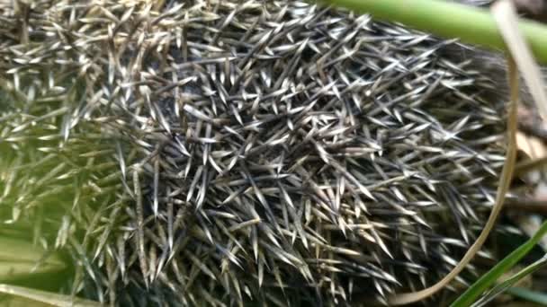 Close up shot in 4k of breathing hedgehog. — Stock Video