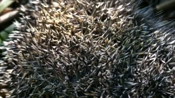Hedgehog respira close-up tiro em 4k . — Vídeo de Stock