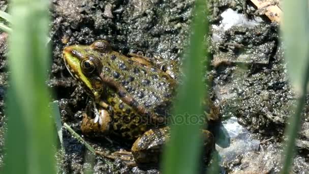 4k - der grüne Frosch sitzt im Schlamm und Gras. — Stockvideo