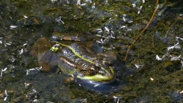 4k - το πράσινο βάτραχο που κάθεται στη λάσπη. — Αρχείο Βίντεο