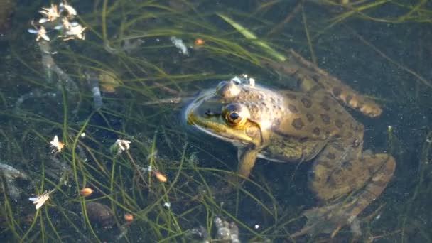 Rana che posa sulla superficie dell'acqua . — Video Stock