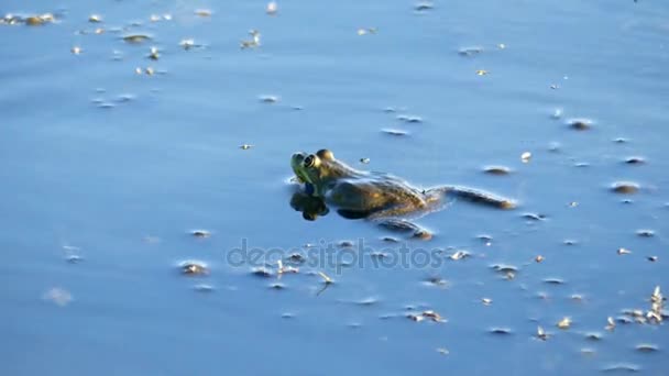 Frog with beg cheeks during breathing laying on the surface of pond. — Stock Video