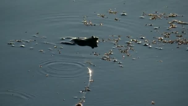 Лягушка с просьбами щеки лежат на поверхности воды . — стоковое видео