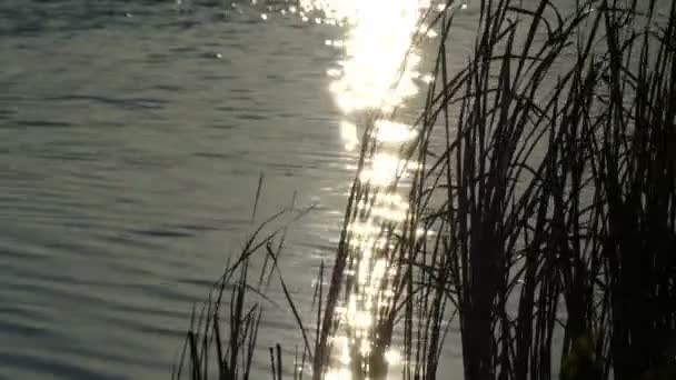 Bulrush at sunset waving during wind. — Stock Video