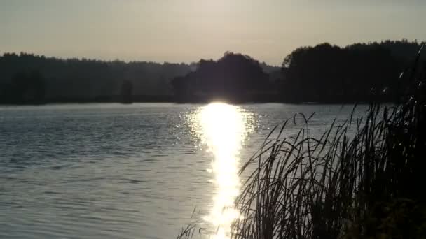 Bulrush al atardecer agitando durante el viento . — Vídeos de Stock