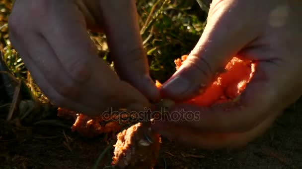 4k - Les mains des pêcheurs préparent l'appât pour le poisson . — Video