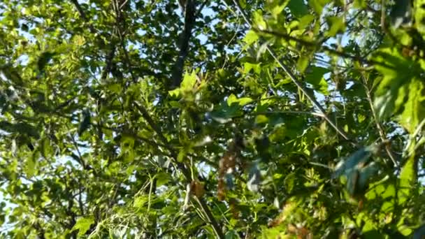 Árbol con muchos mosquitos voladores — Vídeo de stock