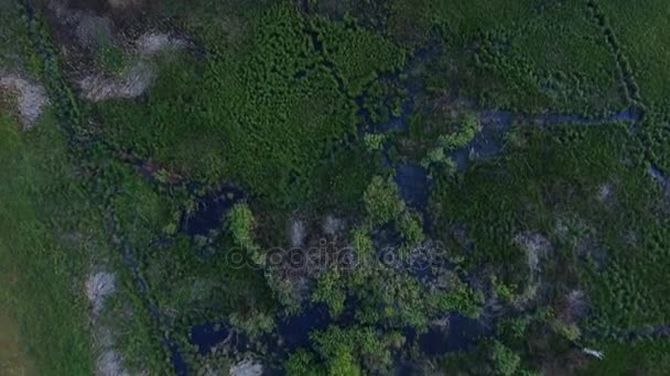 Pântano na floresta - Tiro aéreo . — Vídeo de Stock