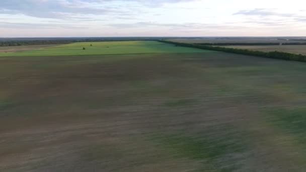 Беспилотник летит над большим зеленым полем . — стоковое видео
