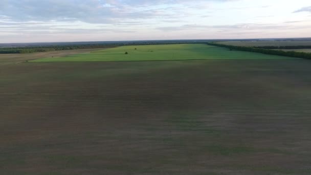Drone vliegt over de grote groene veld. — Stockvideo