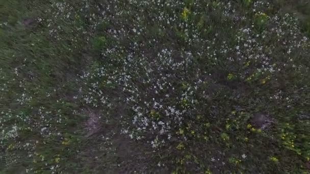 Prachtige textuur van bloemen op de fiels. — Stockvideo