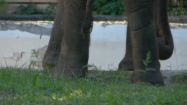 Una coda sottile di un elefante e le sue gambe enormi su una riva di lago — Video Stock