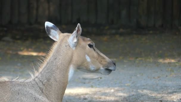 Een grappige antelope opent zijn muis en haar kaken opzij beweegt — Stockvideo