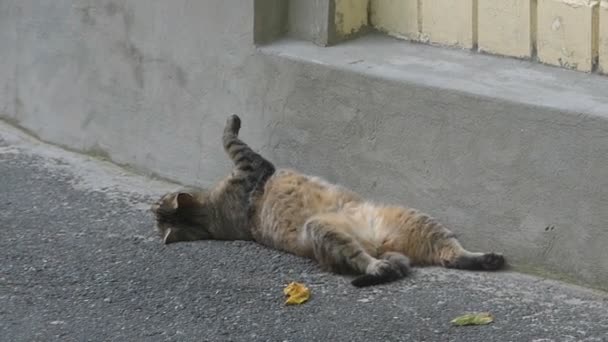 A funny cat lies on its back spreading its back paws — Stock Video