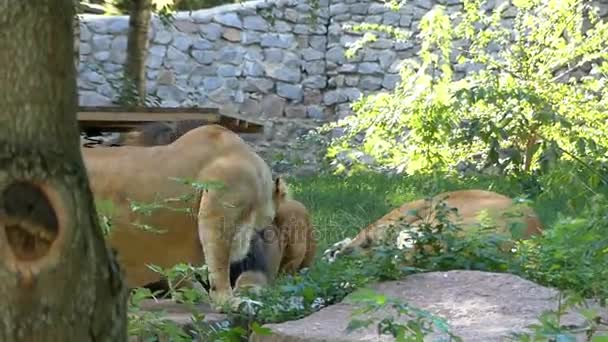 Лев с огромными главными развлечениями со своими самками в зоопарке — стоковое видео