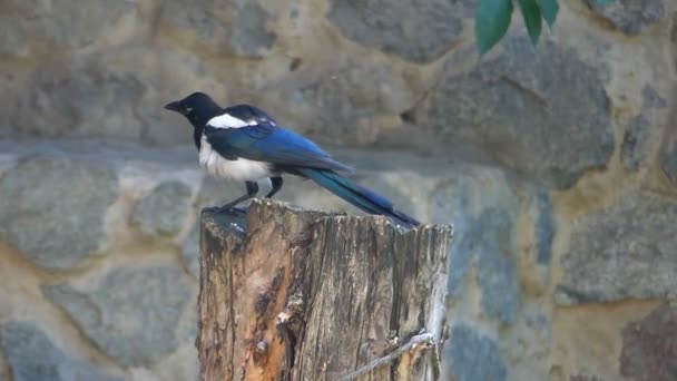 Meraklı bir magpie bir Caretta yaz aylarında oturur. — Stok video