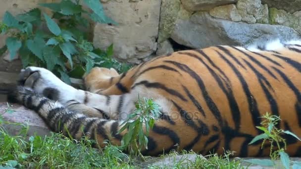 Una grande tigre dorme in una grotta e ondeggia il suo racconto in rallentatore — Video Stock