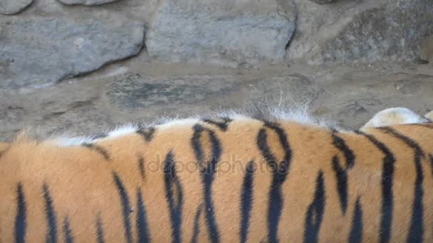 Una tigre a strisce addormentata respira profondamente in una grotta rocciosa in uno zoo — Video Stock