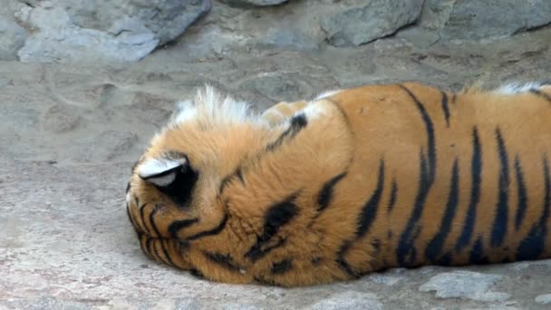 Un tigre de rayas durmiendo duerme en una cueva rocosa en un zoológico en un día soleado — Vídeos de Stock