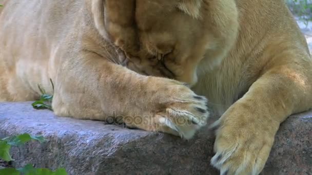 大きな雌のライオン スローモーションで動物園の緑の芝生に前足をなめる — ストック動画