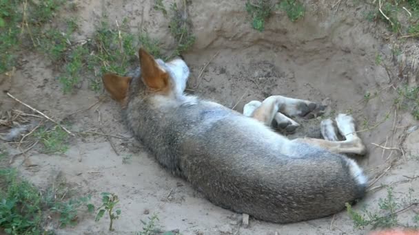 Un loup gris se trouve dans un trou de terre dans une forêt verte en été . — Video