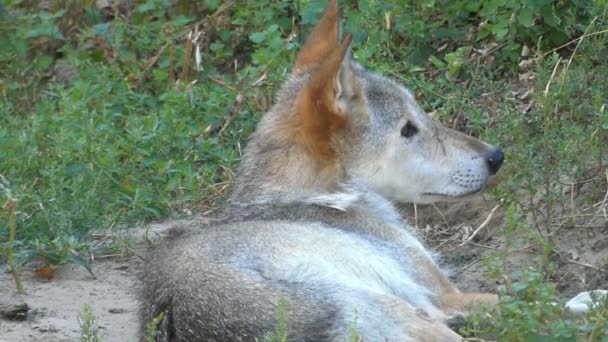 Een grijze wolf ligt op een gazon in een bos in de zomer. Het kijkt aandachtig opzij. — Stockvideo