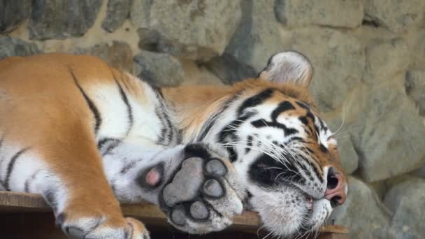 Um tigre listrado adormecido jaz em uma caverna rochosa em um zoológico em um dia ensolarado — Vídeo de Stock