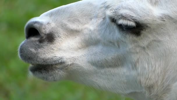 Un divertido lama blanco mueve sus labios tiernamente en un zoológico en un día soleado — Vídeo de stock