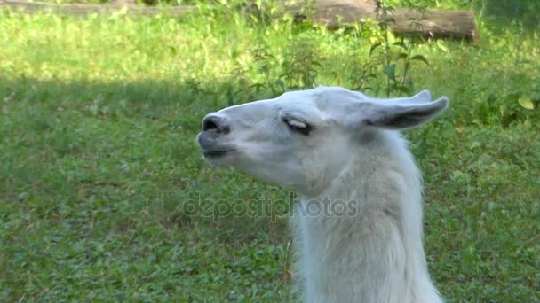 A smiling white lama moves its lips in a funny way in a zoo. — Stock Video