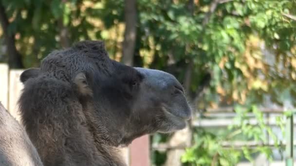 Un gran camello gris gira lentamente la cabeza en un zoológico en verano — Vídeo de stock