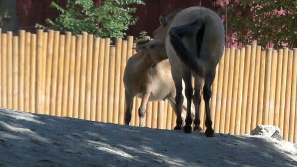 Ein nettes Nesthäkchen leckt seiner Mutter, einem großen Esel, im Zoo den Hals — Stockvideo