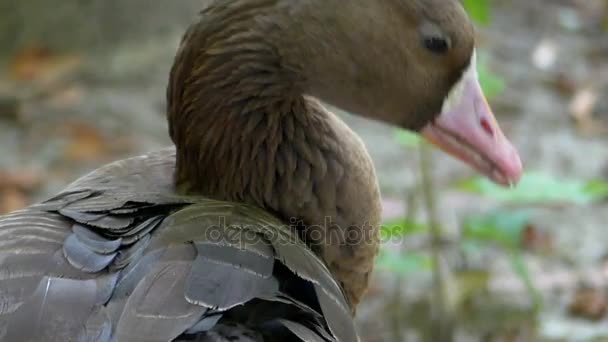 Un ganso negro aprende su pluma activamente en una orilla del lago en verano — Vídeos de Stock