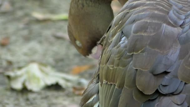 一只黑鹅夏天在湖岸边积极清洁羽毛 — 图库视频影像