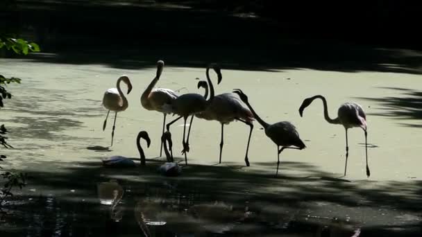 Um bando de flamingos caminham juntos em um banco de lago pantanoso — Vídeo de Stock