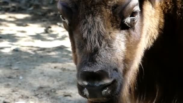 Um búfalo grande com snivel em suas narinas fica em um zoológico — Vídeo de Stock