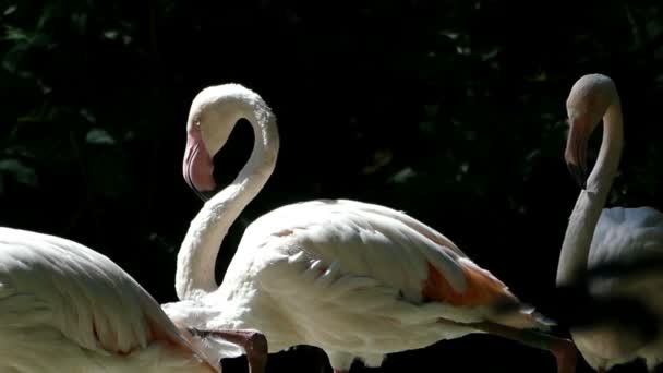 Een kudde van Flamingo's kijken elkaar aan de oever van een meer — Stockvideo